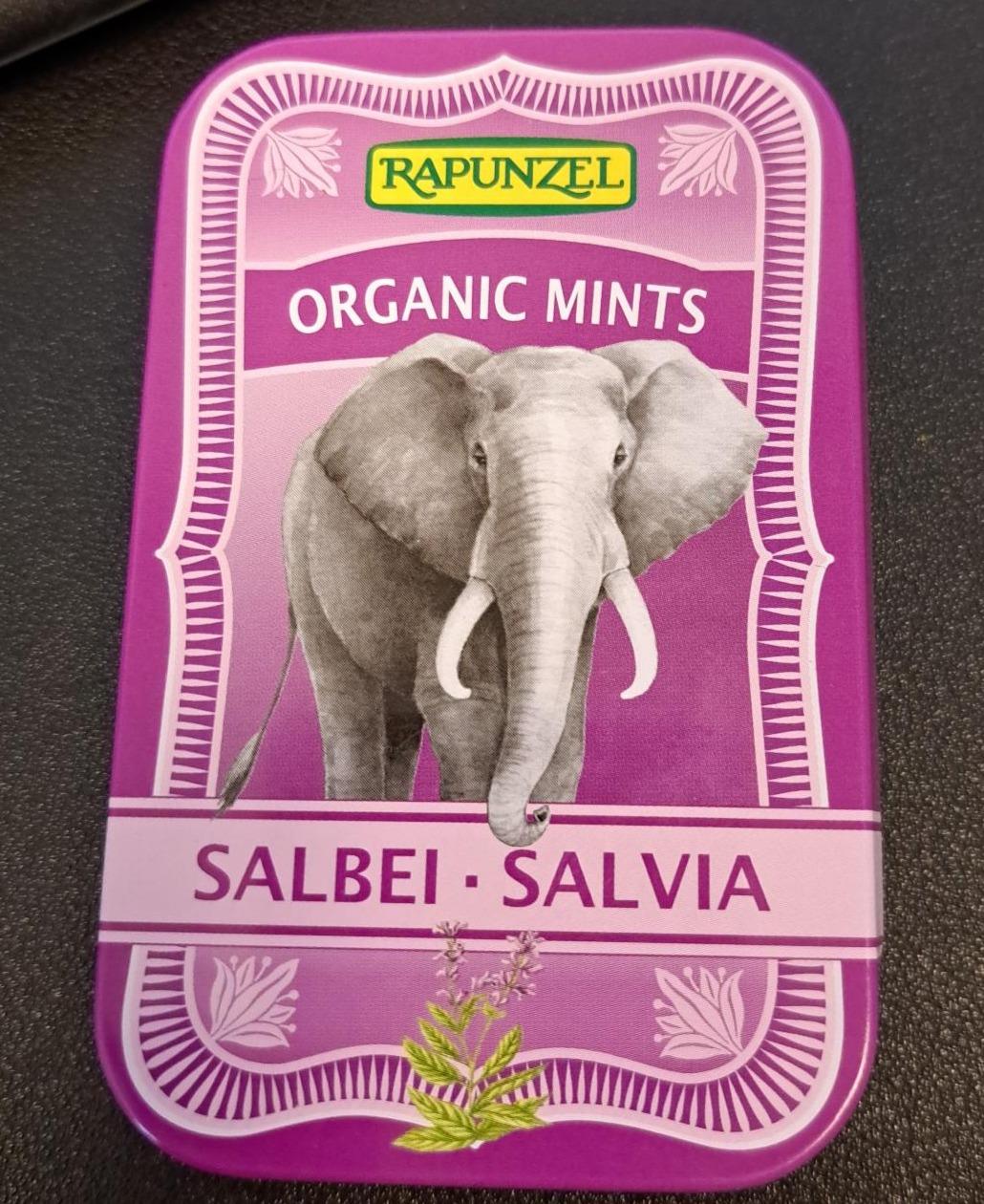 Fotografie - Organic Mint Salvia Rapunzel