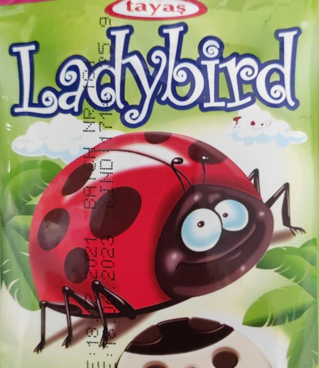 Fotografie - Ladybird Tayas