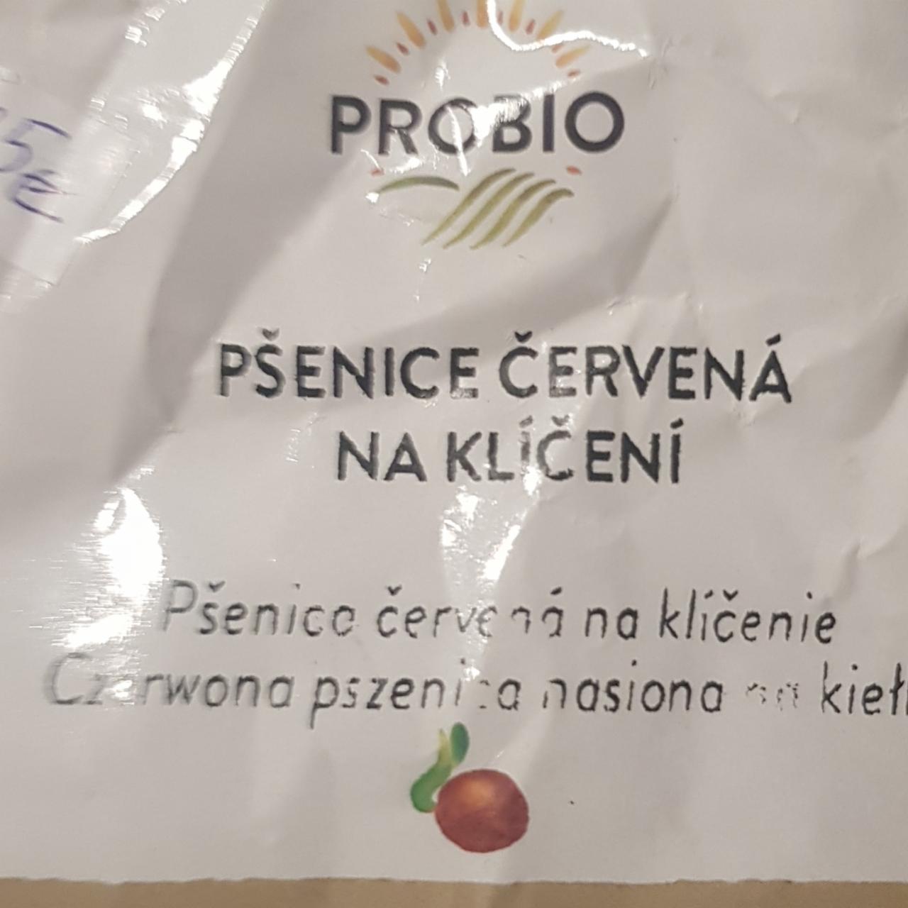 Fotografie - Pšenice červená na klíčení Probio