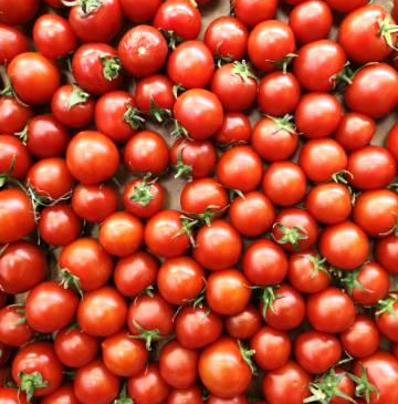 Fotografie - paradajky (rajčiny) cherry