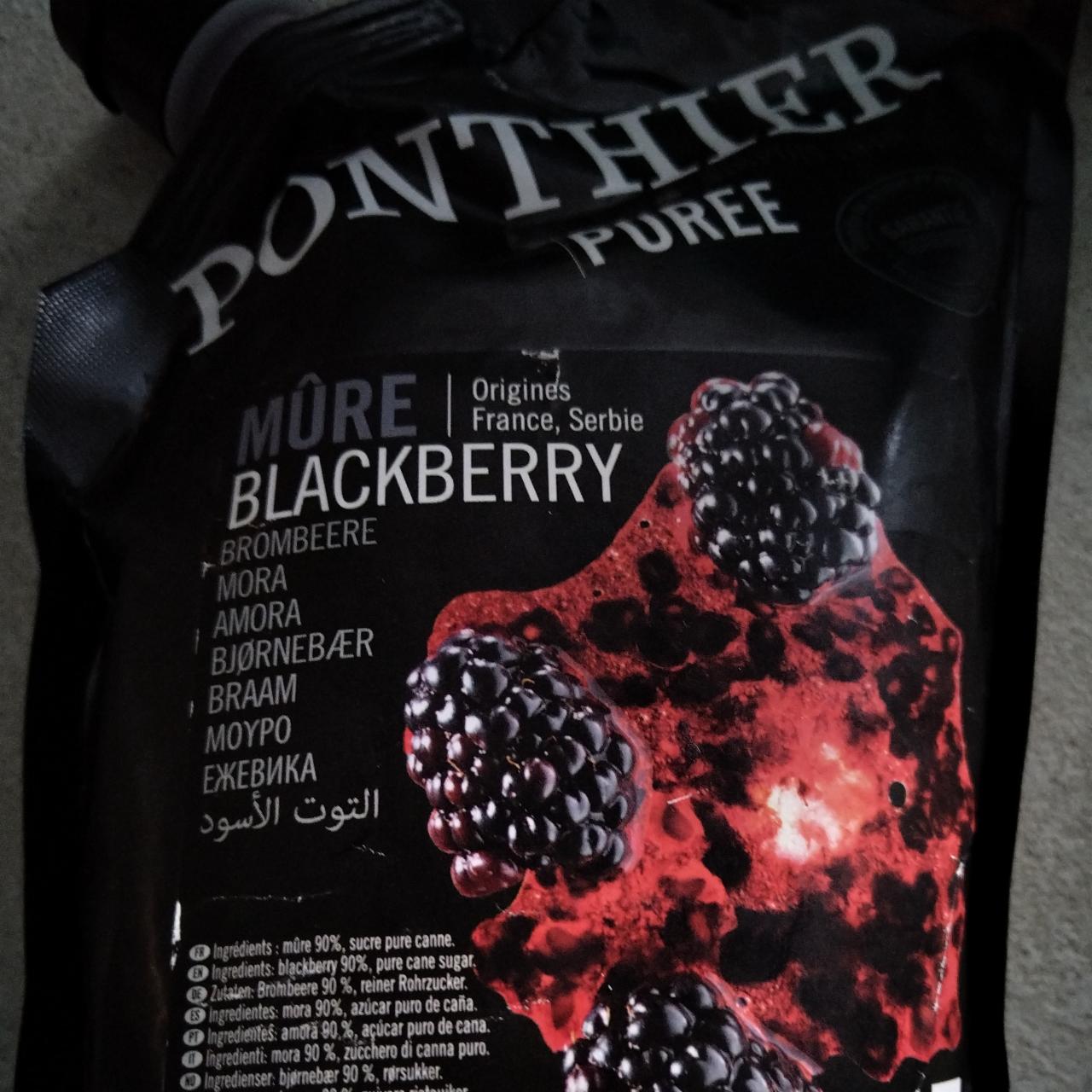 Fotografie - Puree Blackberry Ponthier