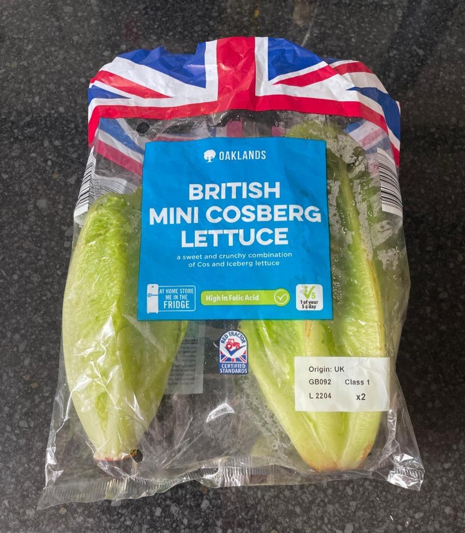 Fotografie - British mini cosberg lettuce